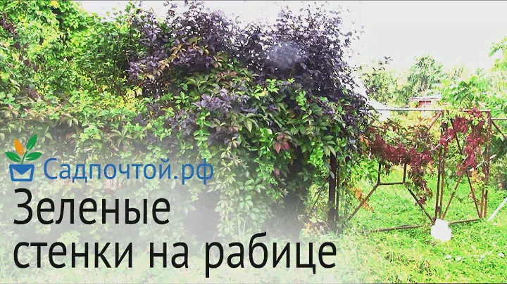 Превращаем изгороди в зеленые стенки