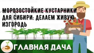 Морозостойкие кустарники для Сибири: делаем живую изгородь